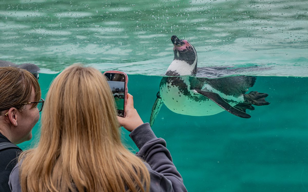 chesterzoo's tweet photo. We’re giving away 32,750 FREE tickets to the zoo! 🚨
 
Schools, nurseries, and colleges across the UK - this is your chance to inspire future conservationists and ignite a passion for helping wildlife thrive! 🌍💚
 
Click to apply! 👉 https://t.co/MW5Q8iXL7M https://t.co/921xwI3j7T