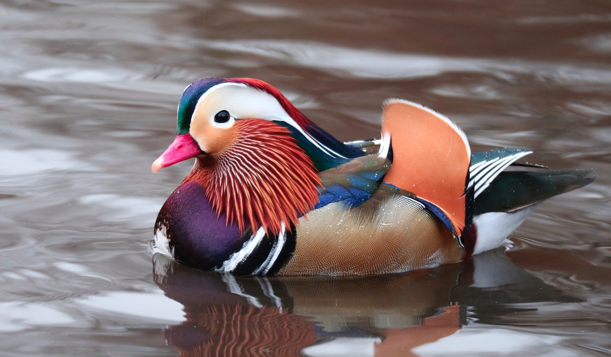 AnimalPlanet's tweet photo. Spotted in Central Park! 🦆

#DidYouKnow mandarin ducks are particularly shy and can usually be found secluded under willow trees!

📸: Gary Hershorn

#centralpark #mandarinduck #wildlife https://t.co/ocf8bO08Hp