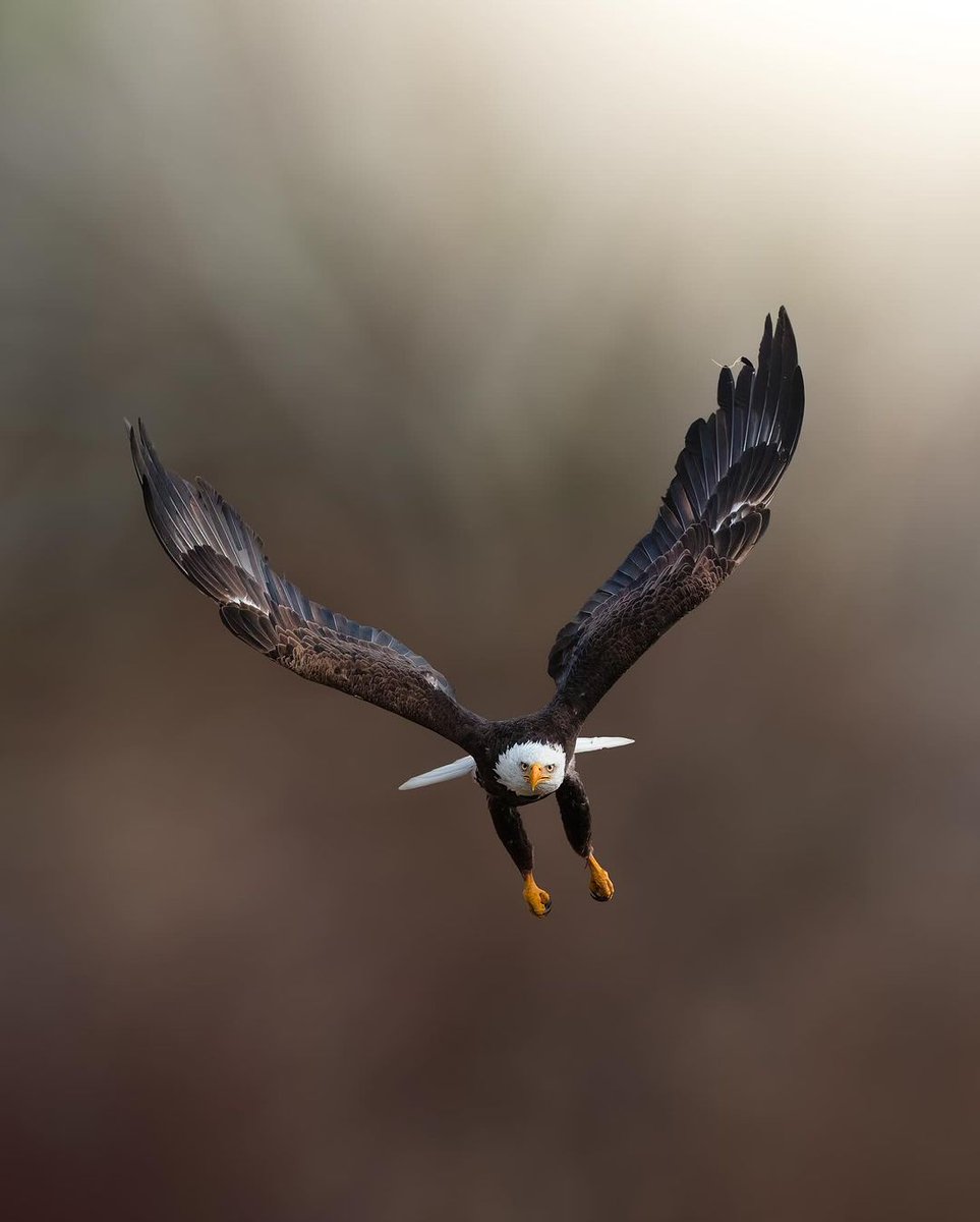 Go Birds. 

The National Capital Region is home to more than 230 bird species. 

Here are our top spots for birdwatching. 

Maybe you’ll see a superb owl or score views of a bald eagle:

📍 Mer Bleue
📍 Shirleys Bay
📍 Mud Lake
📍 Philippe Lake 

📷 Alftown