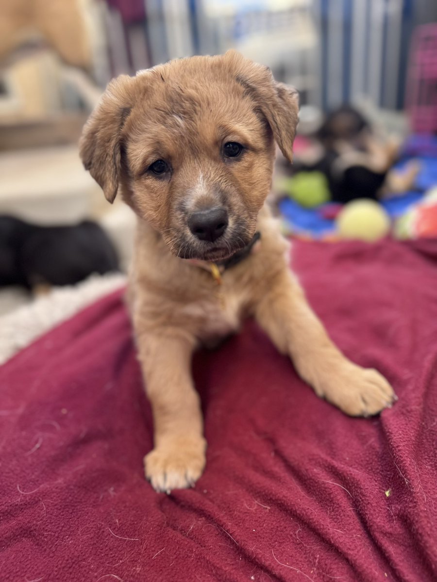 HockeyGirlsPod's tweet image. Does anyone have any guesses on breed that knows what they’re talking about? #AdoptDontShop #mixedbreed i’m trying to do a survey and get a large sample size #dogsontwitter #dogsofX #puppies more pics in the comments