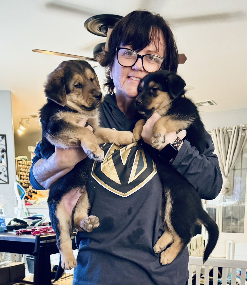 HockeyGirlsPod's tweet image. Does anyone have any guesses on breed that knows what they’re talking about? #AdoptDontShop #mixedbreed i’m trying to do a survey and get a large sample size #dogsontwitter #dogsofX #puppies more pics in the comments