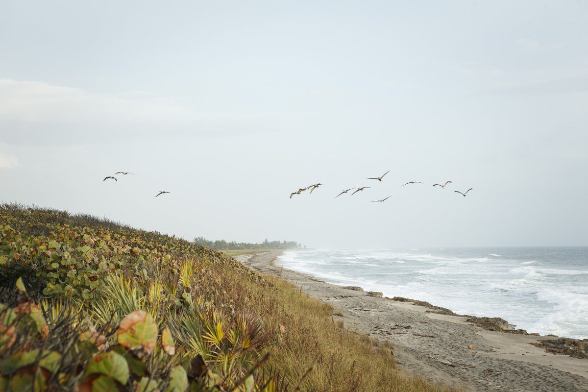 Looking to enjoy nature in South Florida? Learn about Blowing Rocks Preserve and join the community 🌊🐬 nature.ly/3Cq5Ozi Photo by Mike Olliver.