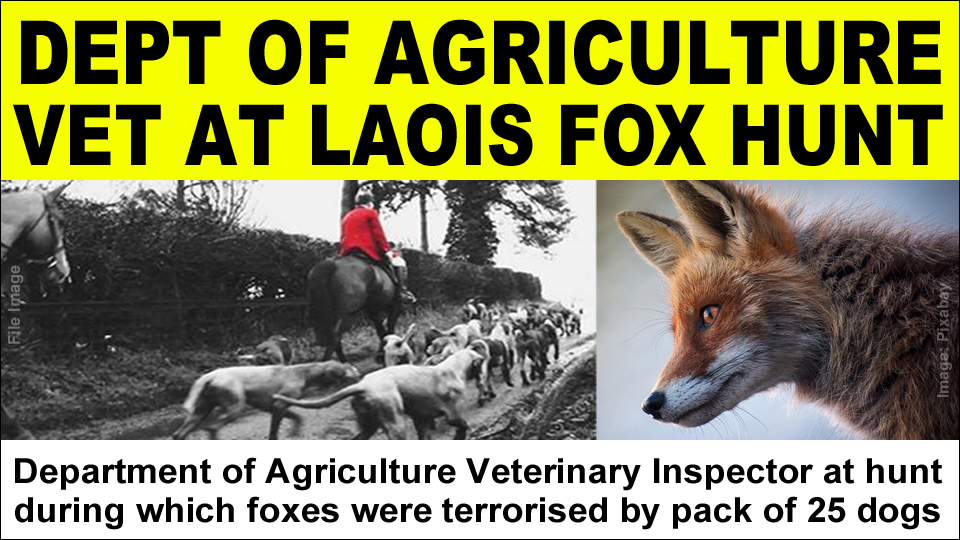 banbloodsports's tweet image. A Department of Agriculture vet was among those at a hunt in Laois during which foxes ran for their lives from a pack of 25 dogs • Liz Lane (&quot;a distinguished veterinary surgeon whose opinion is often quoted on veterinary matters&quot;) was &quot;out with the hunt&quot; banbloodsports.wordpress.com/2025/02/10/dep…