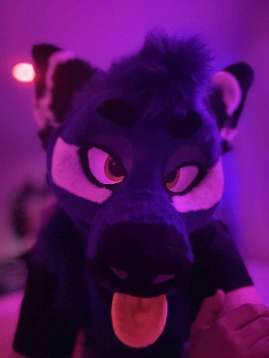 JosiahWusky's tweet image. Some purple for your timeline 💜