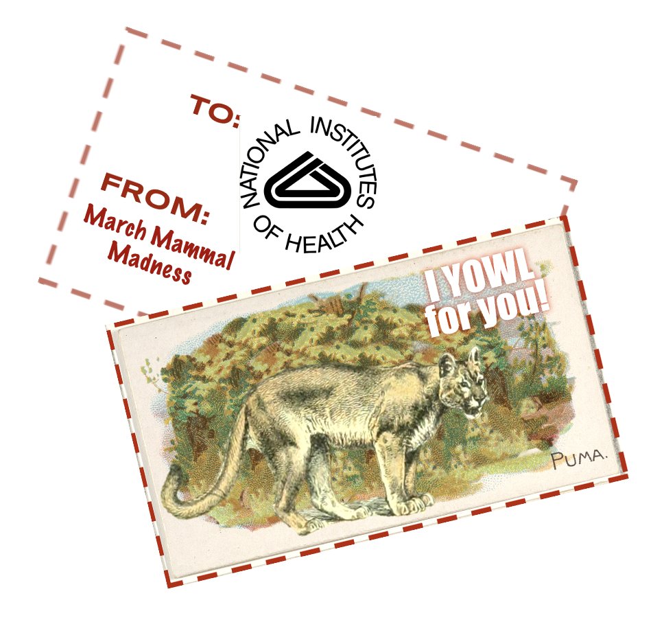 Prof. Katie Hinde (@mammals_suck) on Twitter photo <a href="/NCSE/">National Center for Science Education</a> <a href="/NABT_News/">NABT</a> March Mammal Madness #2025MMM, an annual science education community engagement, is made possible ONLY through the decades of scientific research funded by the National Science Foundation <a href="/NSF/">U.S. National Science Foundation</a>, <a href="/NIH/">NIH</a>, & National Oceanic & Atmospheric Administration <a href="/NOAA/">NOAA</a> & others! <a href="/NCSE/">National Center for Science Education</a> <a href="/NABT_News/">NABT</a> March Mammal Madness #2025MMM, an annual science education community engagement, is made possible ONLY through the decades of scientific research funded by the National Science Foundation <a href="/NSF/">U.S. National Science Foundation</a>, <a href="/NIH/">NIH</a>, & National Oceanic & Atmospheric Administration <a href="/NOAA/">NOAA</a> & others!
