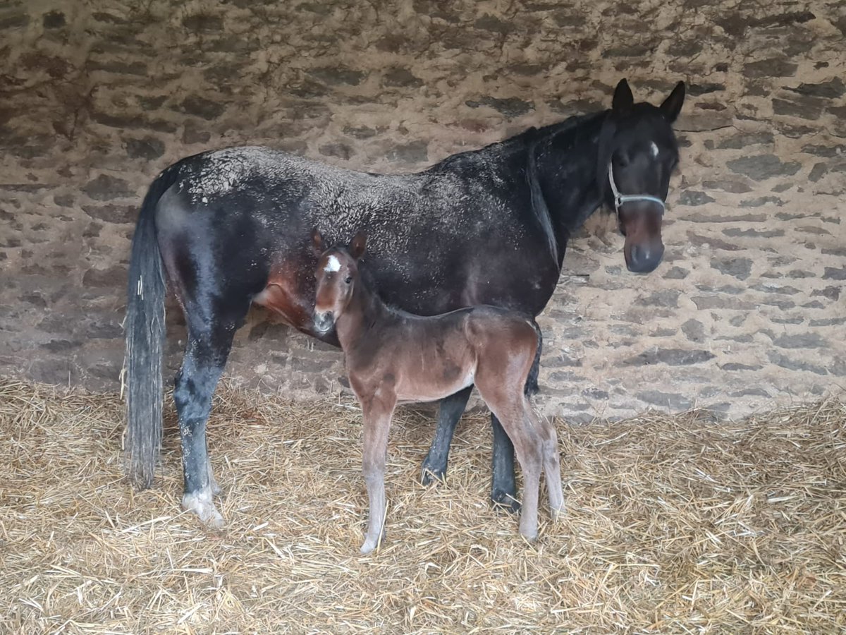 🍼 Naissance de la Princesse 📷
♂️ Hip Hop Haufor 
♀️ Highness Wood (Goetmals Wood)
Tout le monde se porte bien 🙏❤
<a href="/HarasHaufor/">Haras d'Haufor</a> #elevage #passion
#trot #elevagedubray #elevagemaison