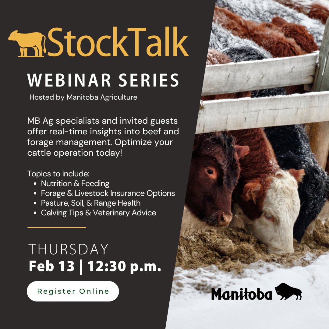 MASC_MB's tweet photo. The StockTalk Webinar series' first session is happening this Thurs, Feb 13 at 12:30 p.m. MASC’s Jeff Legaarden will discuss how Livestock Price Insurance protects your bottom line. #MBAg #MBBeef 

Register at https://t.co/9m31kkNK7n | @MBBeefandForage @ManitobaBeef @MBForages https://t.co/j8VYqFbF2W