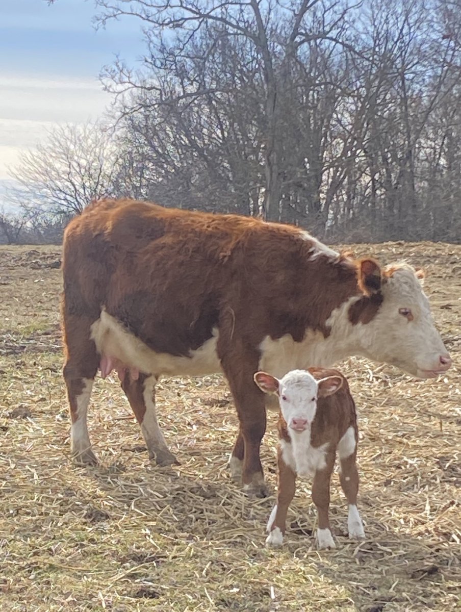 lezzyboxd's tweet image. Mother and her newborn #LoveThem