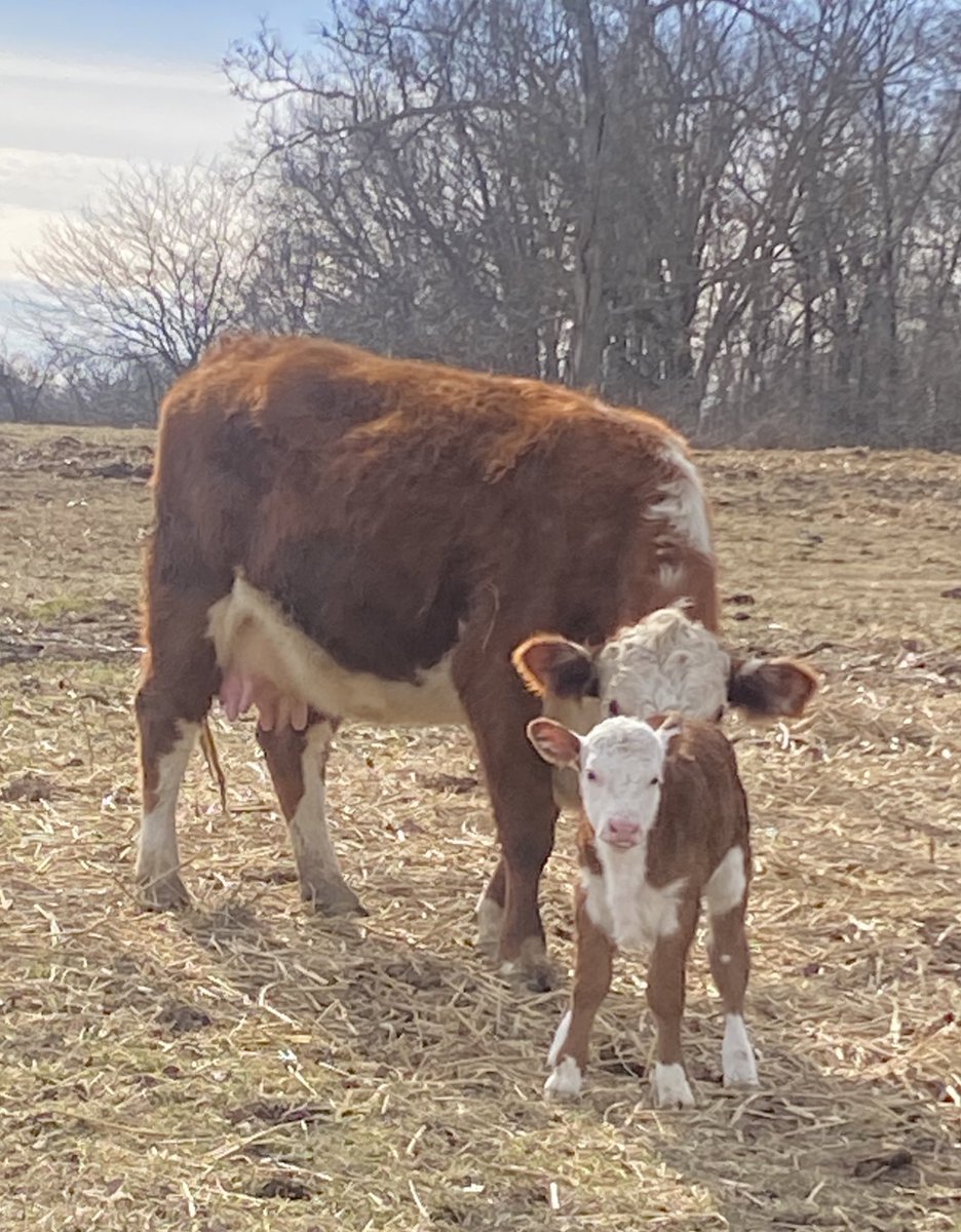 lezzyboxd's tweet image. Mother and her newborn #LoveThem