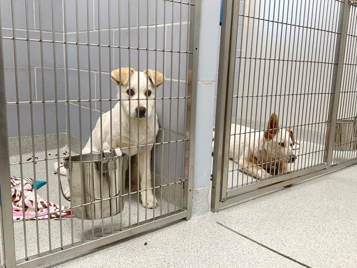 Thank you to the Franklin Fire Department and kennel technicians for their swift response to a small fire contained to a dryer Sunday. All animals and staff are safe. While it smells like a campfire, the air quality is good, and there was no damage.