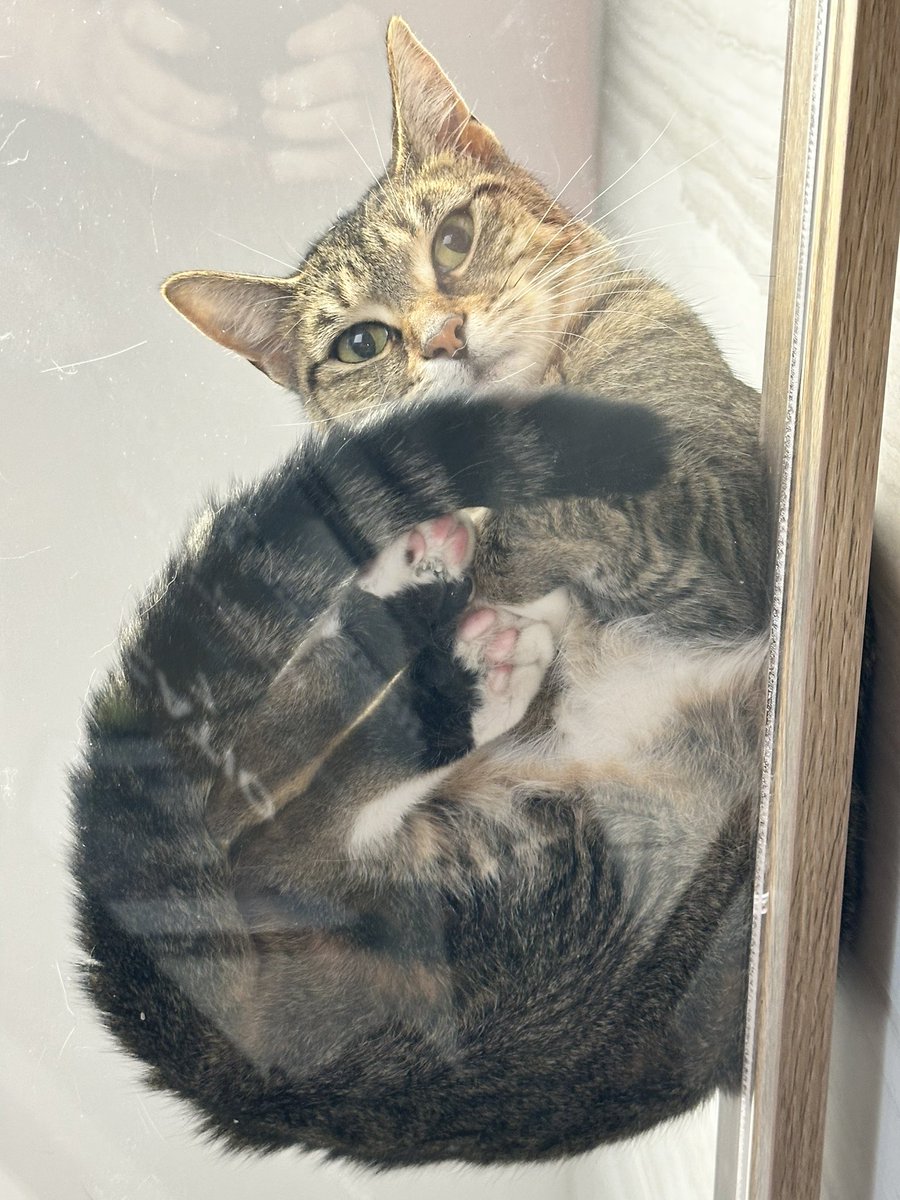 All adoptable cats will be staying in foster homes this week. If you're interested in adopting, please visit our website to view them and complete an application.

Our dogs are in a separate wing and were not affected. If you are interested in adopting a dog, please come on over!