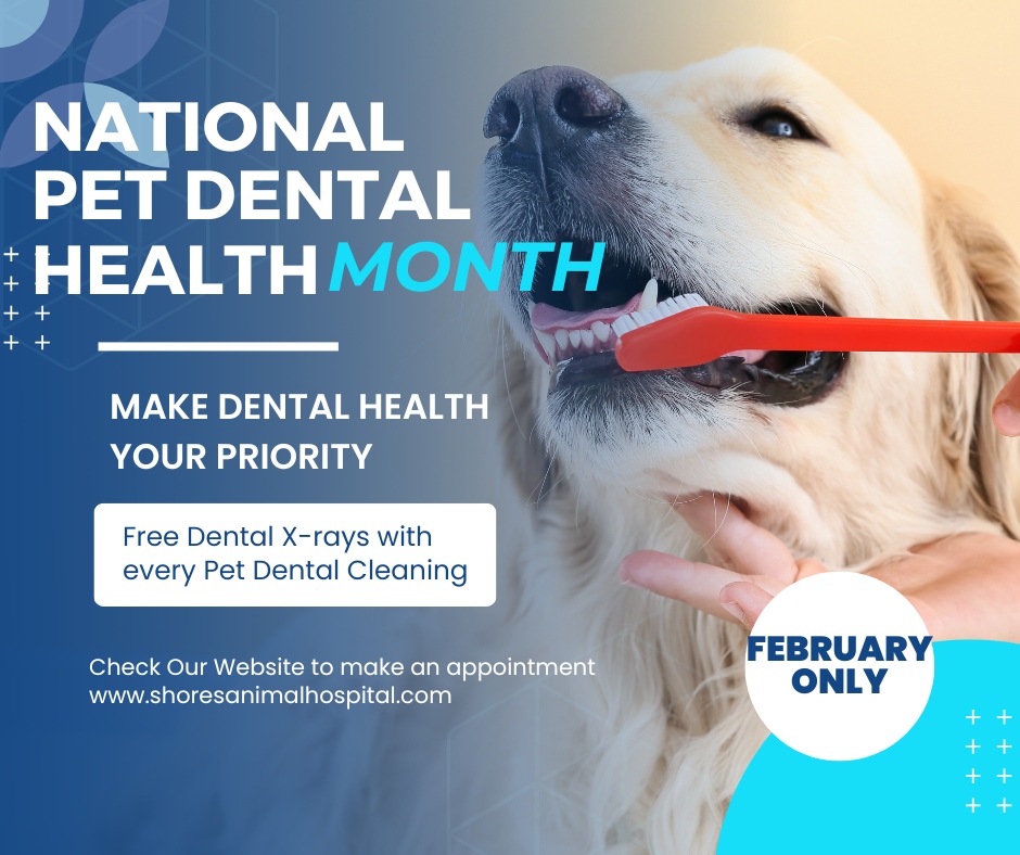 Shores Animal Hospital tweet media