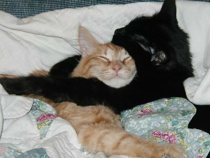 Kitty archives ♡ (@puppierz) on Twitter photo 