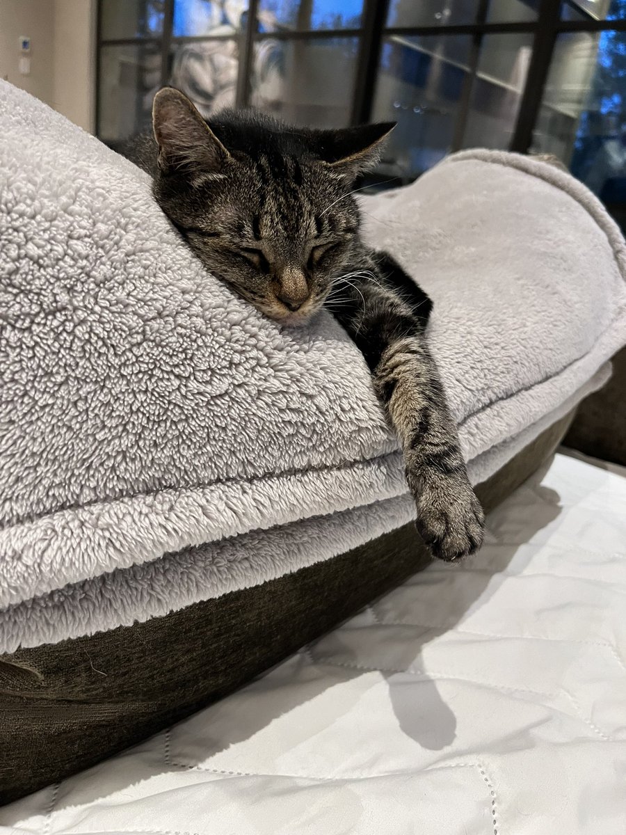 shaweli's tweet photo. @WholesomeMeme Watching the Super Bowl. https://t.co/rEkSjYQWeM