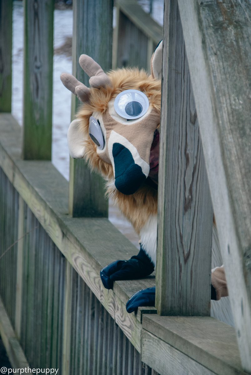 purp the puppy (@purpthepuppy) on Twitter photo Oh no! You've been spotted by a wild deer! Whatever will you do now??
Suiter is @falendeer on Bluesky!
#fursuit #furry #photography #furryartist #fursuiting Oh no! You've been spotted by a wild deer! Whatever will you do now??
Suiter is @falendeer on Bluesky!
#fursuit #furry #photography #furryartist #fursuiting