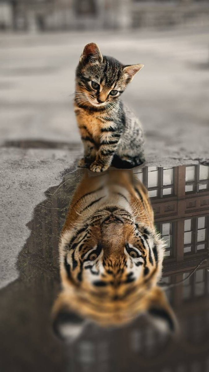 America 1st. 🇺🇸 

Please add <a href="/BlackEyeBengal/">Ronald Pepperack</a> 

Inspiration...
