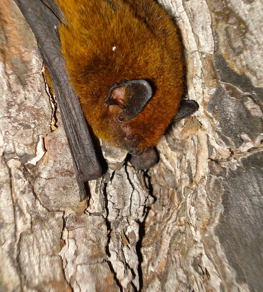 Madeira_f_f's tweet photo. Project BESTLIFE2030 SOS BATS@MAC has started!!! Madeira Fauna & Flora has been granted another amazing opportunity to help the conservation of the Madeira Pipistrelle. @IUCN_BL2030 @LIFEprogramme #BESTLIFE2030 #LIFEAmplifier #LIFEprogramme #MadeiraPipistrelle #BatConservation https://t.co/WoYiSTjkf9