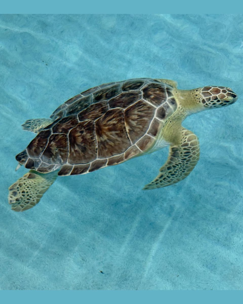 millennialshow's tweet photo. (3/4)  Laura is meeting sea turtles, getting SNOWED in, and being a #beachbabe. Damn girl, how does your winter closet handle all that?! 🐢❄️ https://t.co/mUR7XDe3Om