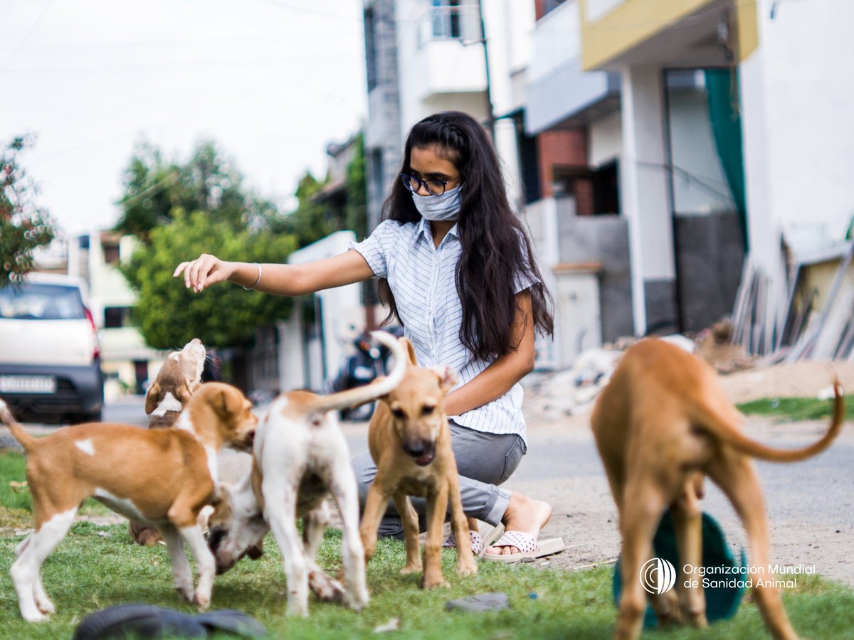 La rabia y el enfoque “Una Sola Salud” 🐕🏥🌍

La rabia es una enfermedad mortal que afecta el sistema nervioso de mamíferos, incluidos los humanos. Su prevención es posible gracias a la colaboración entre sanidad animal y salud pública, a través de la vigilancia, la vacunación