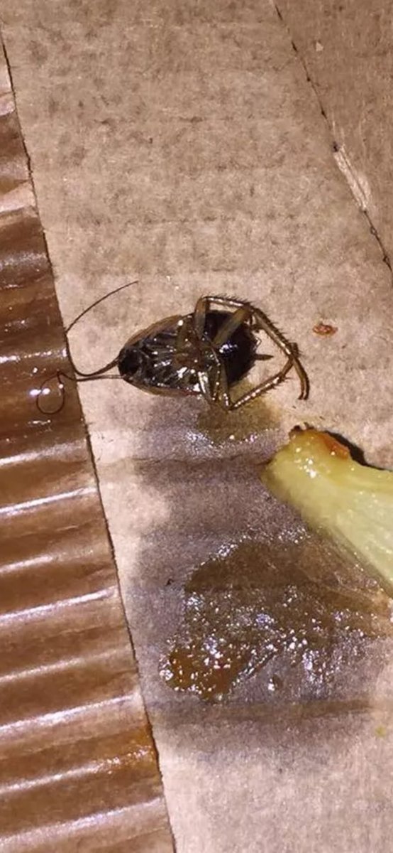 915SHADEROOM's tweet photo. Roaches🪳found in pizza boxes at the Pizza Hut on Yarbrough, the customer in front of me complained they found it in their box, when I asked to cancel my order they said, “WE DO NOT HONOR REFUNDS.” This is disgusting and unacceptable, here’s corporate’s number 575 942 1578 https://t.co/hV3EO0bu0Q