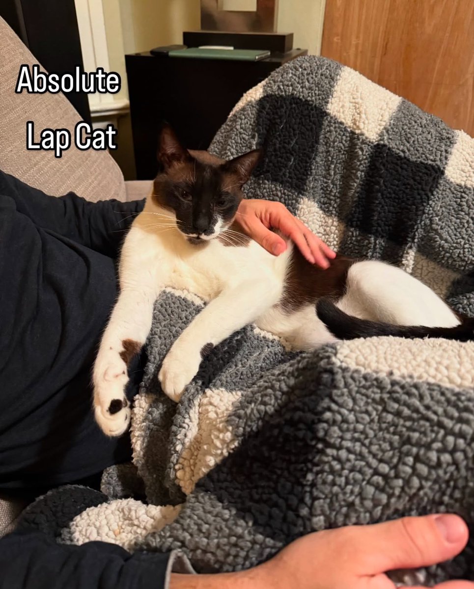 Give Me Shelter Cat Rescue tweet media