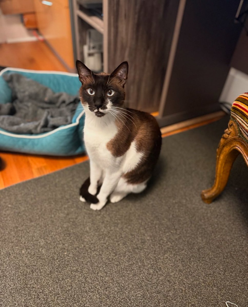 Give Me Shelter Cat Rescue tweet media