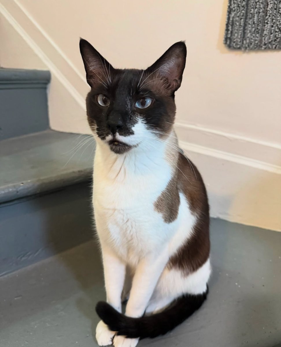 Give Me Shelter Cat Rescue tweet media