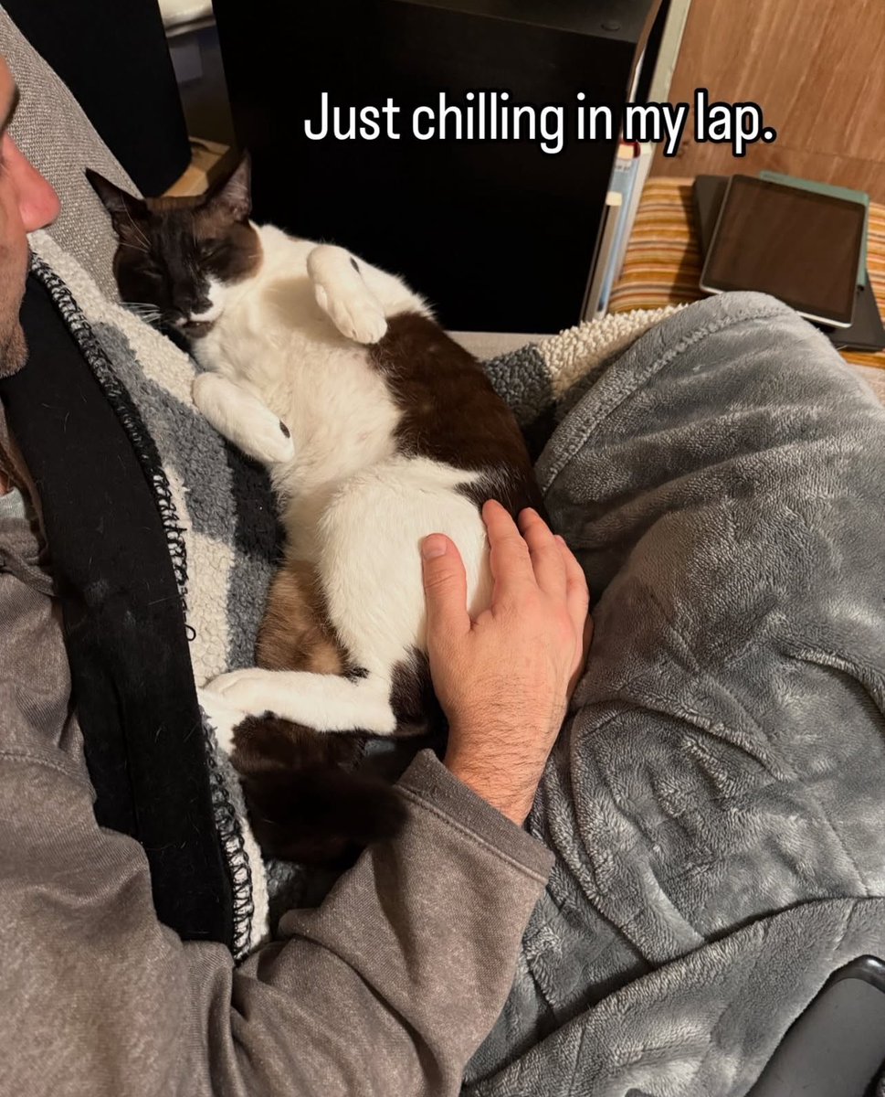 Give Me Shelter Cat Rescue tweet media