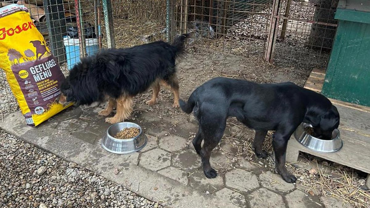 Network4Animals's tweet photo. YOU helped us feed over a thousand dogs in one day! Thanks to you, we provided meals in Jordan for 560 dogs, Croatia for over 600, and Montenegro for 60+. Thank you for standing with us! Help more at https://t.co/ZEnDnnpLc7.
#NFAUpdates #DogRescue #AnimalWelfare #RescueDogs https://t.co/x7j33RxVAv