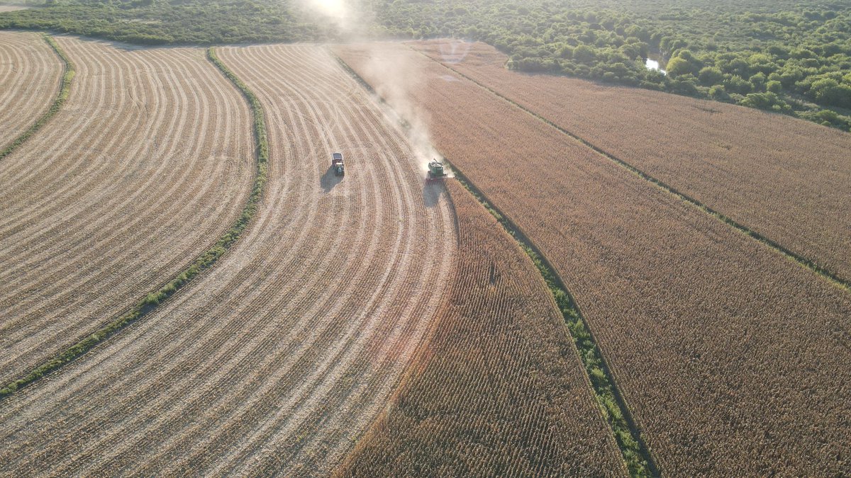 stinesemillas's tweet photo. 🌽 El lote de maíz ST9734vip3 del productor Stegmann en Gobernador Mansilla, Entre Rios, marcó un antes y un después. Con solo 9% de humedad, 7.800 kg/ha de maiz primicia, en unos de sus lotes de media. Genetica Stine. https://t.co/2hJCQY8SkN