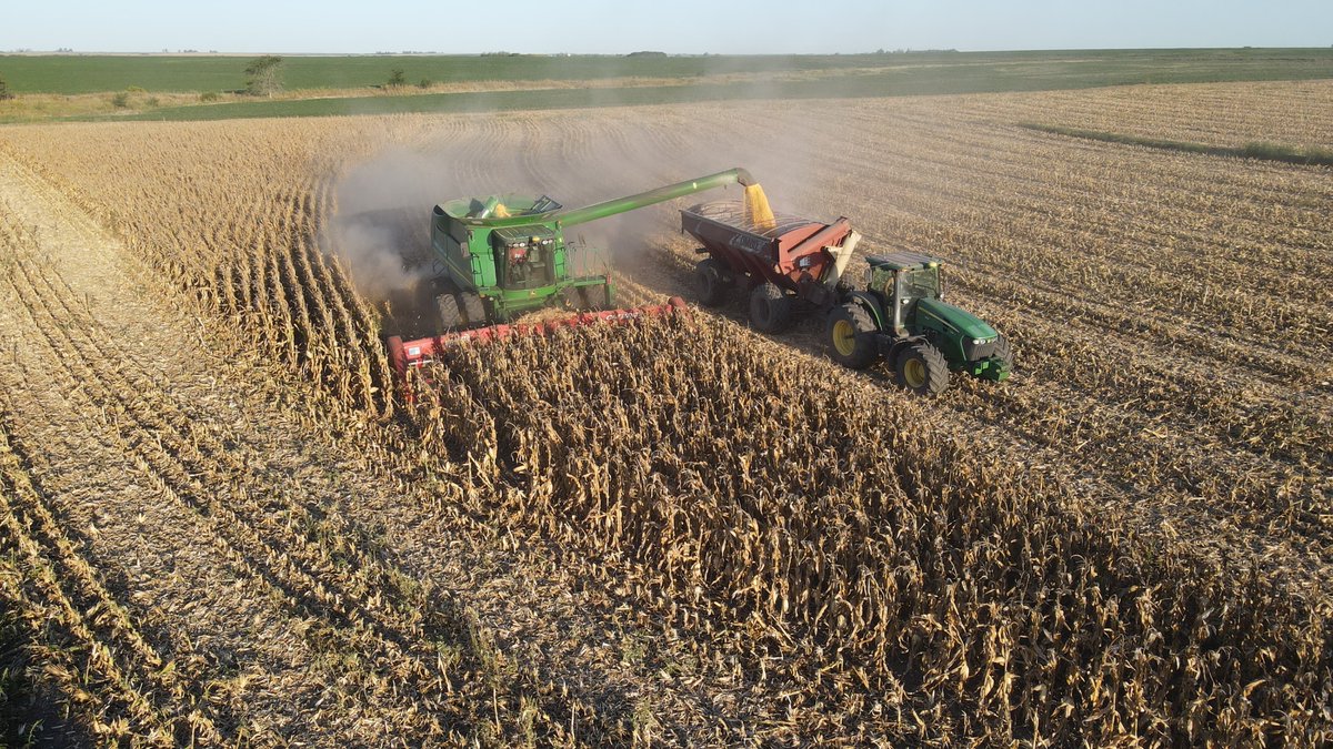 stinesemillas's tweet photo. 🌽 El lote de maíz ST9734vip3 del productor Stegmann en Gobernador Mansilla, Entre Rios, marcó un antes y un después. Con solo 9% de humedad, 7.800 kg/ha de maiz primicia, en unos de sus lotes de media. Genetica Stine. https://t.co/2hJCQY8SkN