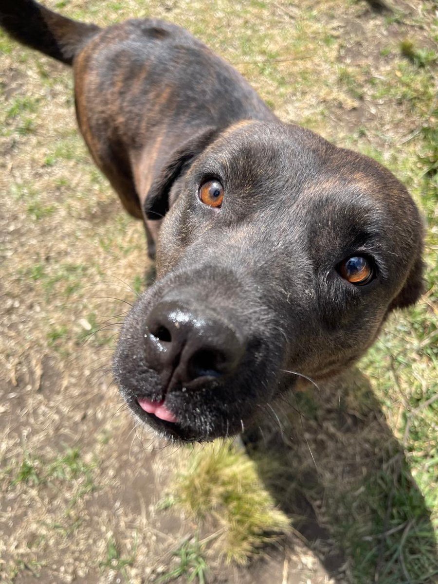 FundacionToby's tweet photo. Amigos!!!

Les traemos las notas de adeudos de veterinaria del valle ya actualizadas 🐾

Hemos bajado considerablemente la deuda pero aún hay mucha presión, tenemos que liquidar esto para siempre lo antes posible!

Buscamos 250 padrinos y madrinas que aporten $88 pesitos 🙌🏼

Ya casi equipo! Ya casi nos libramos de otra deuda veterinaria ✨

Cuentas Toby

-BANCOMER 
Cuenta: 0117412991
Clabe: 012180001174129915
Tarjeta: 4555113008742068

- Mercado pago
Clabe: 722969010583593935
Tarjeta: 5428780103864245

- Paypal

https://t.co/IWW9kwJ7By