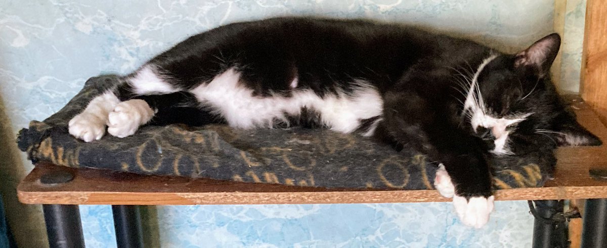 DeeMeow🐾 tweet media