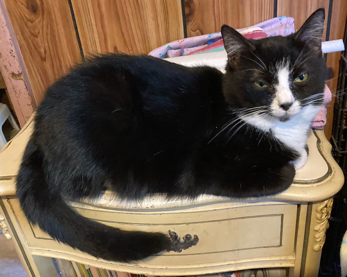 DeeMeow🐾 tweet media