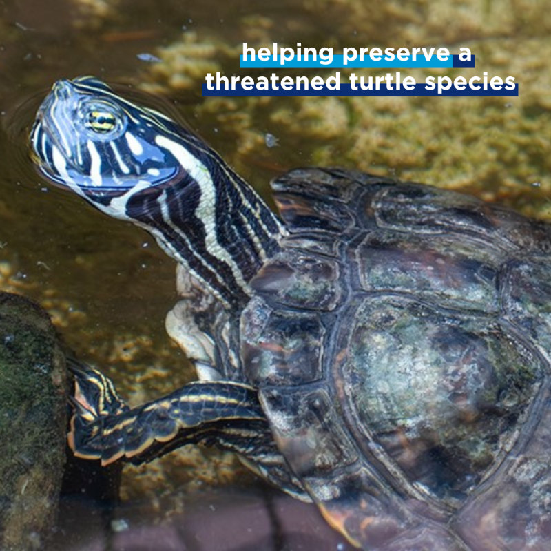 Chevron's tweet photo. Chevron is proud to support the creation of a new habitat for the Rio Grande Cooter at the ABQ BioPark, a species of turtle native to the Rio Grande and Pecos Rivers. Our support provides resources for exhibits, educational programs, and environmental stewardship at the BioPark.