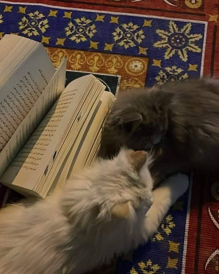 Nada Elsehrawy (@elsehrawy_15307) on Twitter photo 