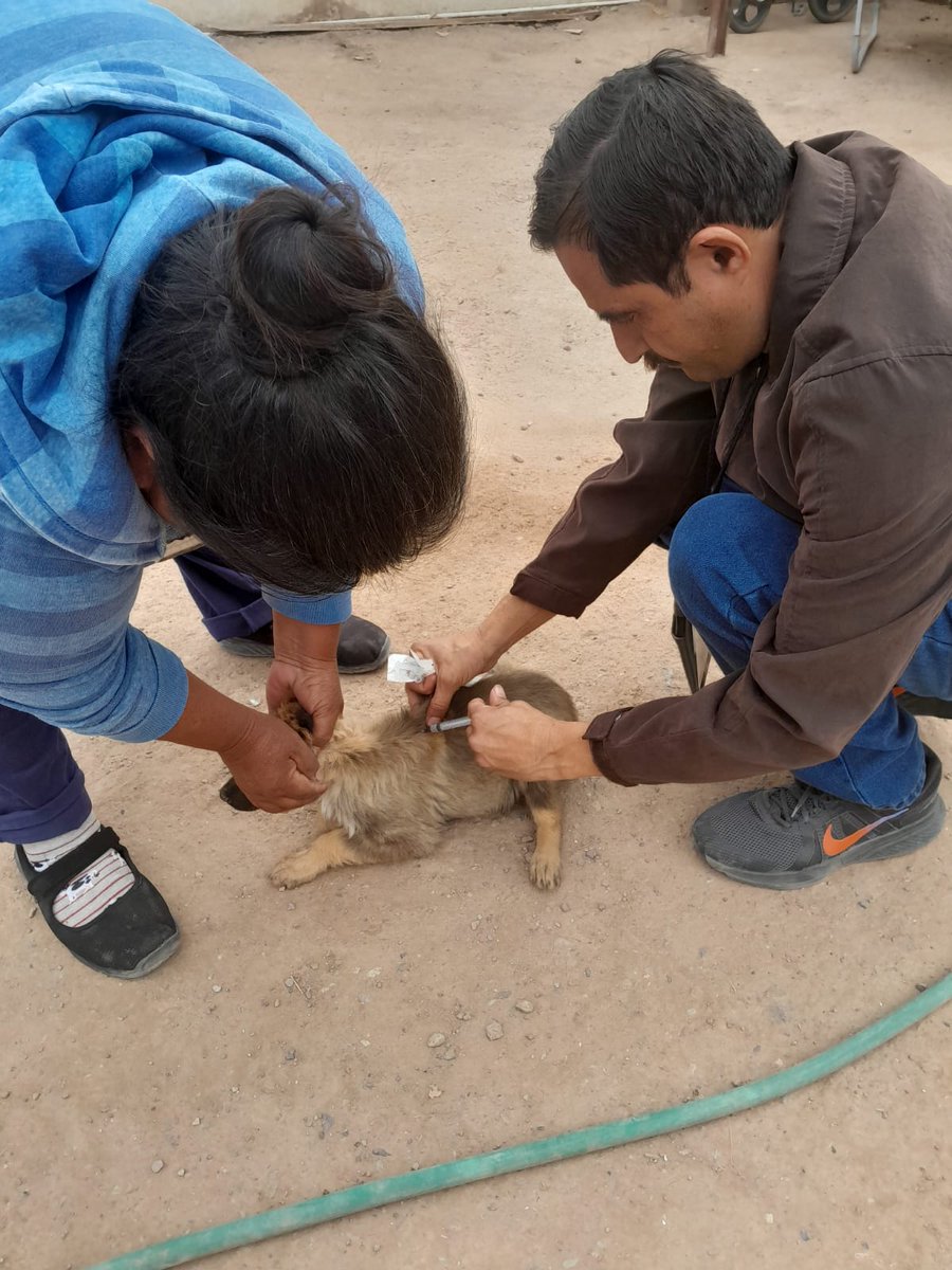 ssaludsonora's tweet photo. Hoy lunes, personal de operación territorial del Sistema Nacional de Salud Pública realiza visitas domiciliarias para aplicación de vacuna antirrábica canina y felina en la colonia Ampliación Santa Cecilia de Caborca.

#SaludSonora #DistritodeSalud02 https://t.co/8TNdzBDXHV