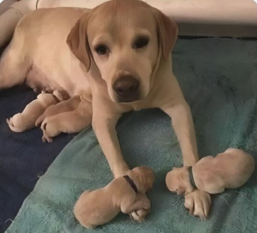 TweeetsOfDogs's tweet image. Mom hasn't moved since two of her babies fell asleep on her paws.Send me some love ❤️