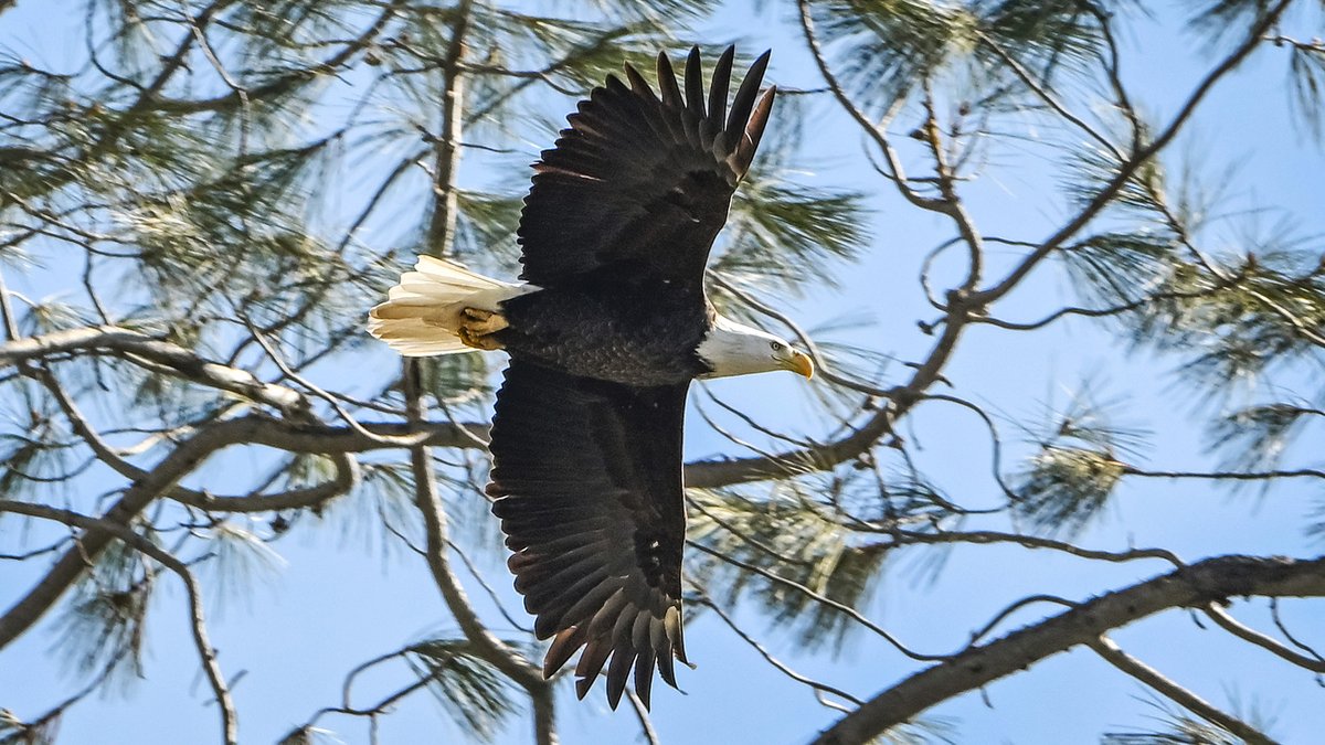 Carmen Kohlruss (@carmenkohlruss) on Twitter photo Enjoy EAGLES! (and not the football kind) beautifully photographed by <a href="/CraigKohlruss/">Craig Kohlruss</a> for this cool <a href="/FresnoBee/">Fresno Bee</a> story by <a href="/JoshuaTehee/">Joshua Tehee</a>, with info about how you too can partake in a majestic bald eagle tour near #Fresno:
fresnobee.com/news/local/art… Enjoy EAGLES! (and not the football kind) beautifully photographed by <a href="/CraigKohlruss/">Craig Kohlruss</a> for this cool <a href="/FresnoBee/">Fresno Bee</a> story by <a href="/JoshuaTehee/">Joshua Tehee</a>, with info about how you too can partake in a majestic bald eagle tour near #Fresno:
fresnobee.com/news/local/art…