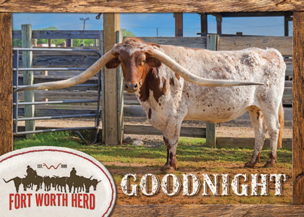 Goodnight joined The Herd in 2016 from Mineola, TX—boasting the longest horns of all our steers! 🏆🐄 #Texas