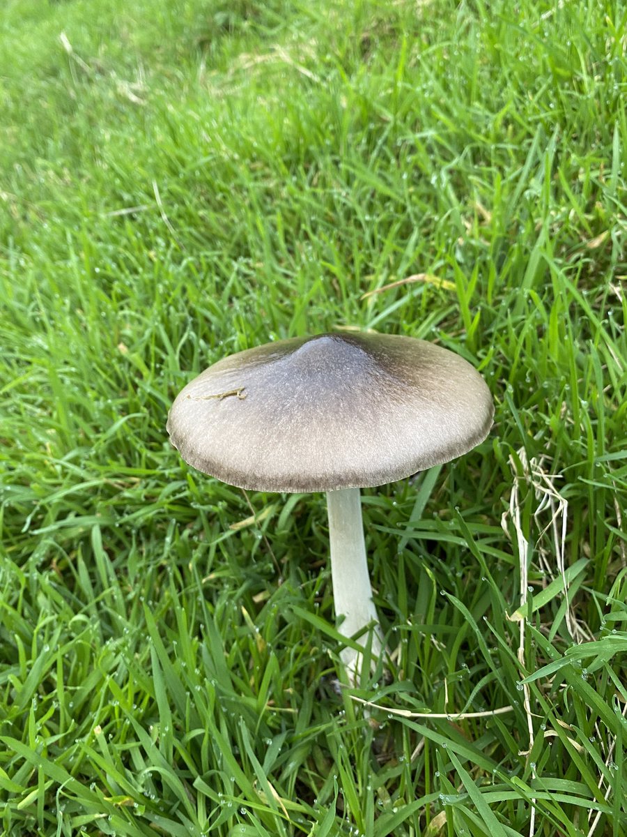 OurScapes's tweet photo. #MushroomMonday
Taken in November at Chapmans’ Pool in Dorset.
#chapmanspool
#mushroom
#dorset https://t.co/jM2gib7iNj