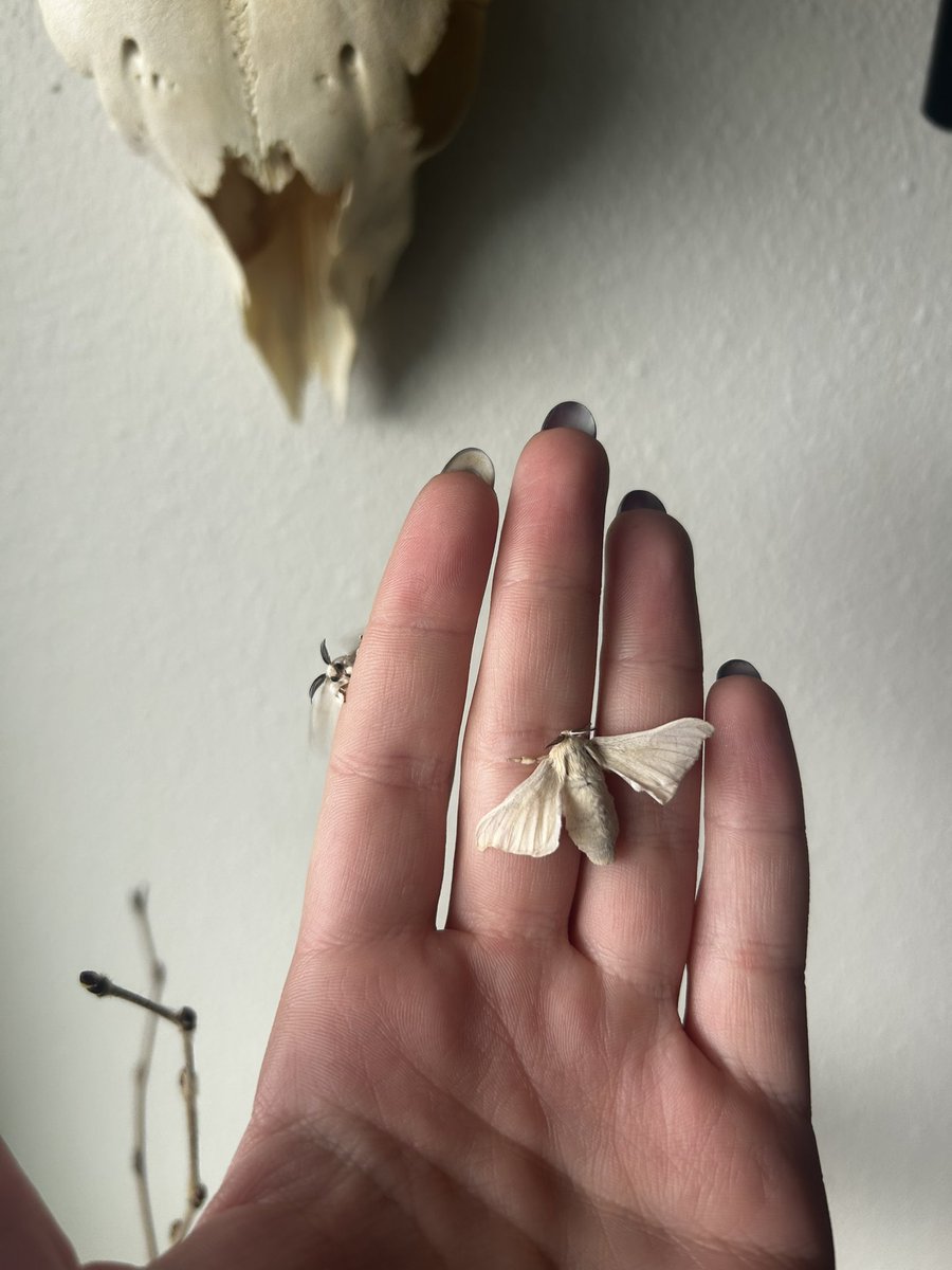Yeah I’m obsessed, silk moths are an absolute joy to raise ❤️