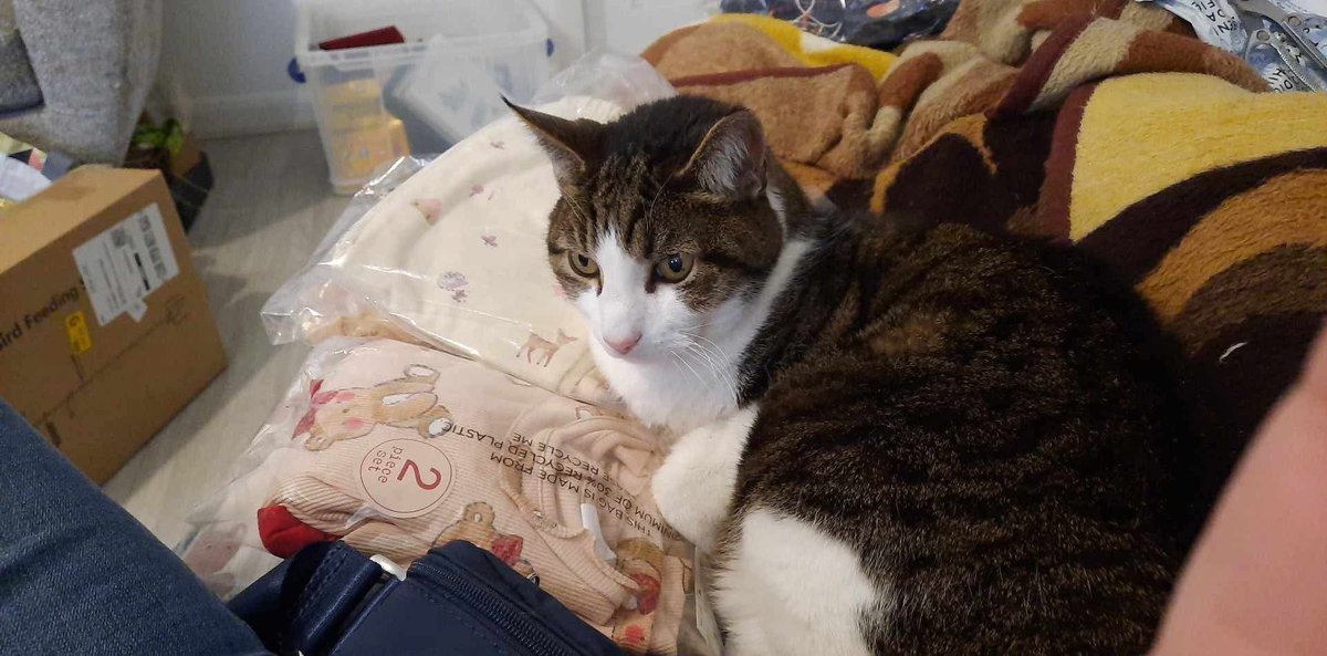 Victoria tweet media