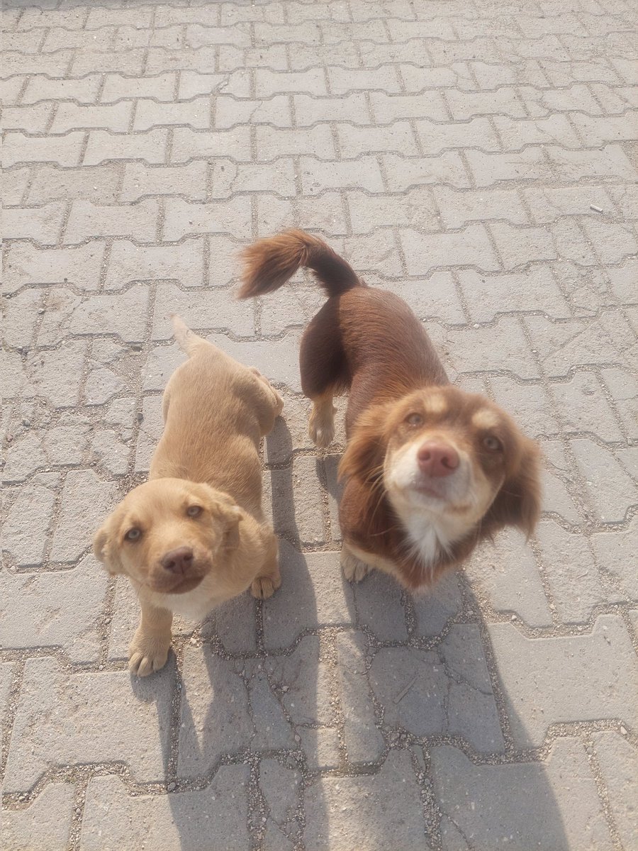 Çok üzgünüm cocuklar size yuva bulamadim.Ama satsam sıraya girerlerdi..
Pet otel ücretlerini perş gününe kadar ödeyebildim.Sonra napacam bilmiyorum destek olan kimse yok. Günlük 500 tl ödeyecek imkanim asla yok. Ne olur artık yuva bulup yolcu edelim. Lütfen paylaşım desteği 🙏