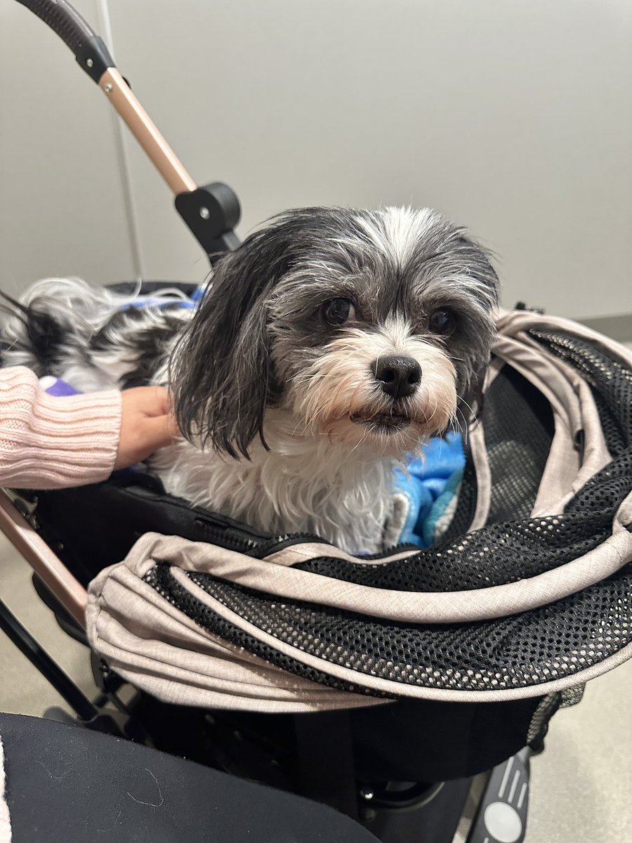 hypethehipster's tweet photo. We have had quite the scare with little old lady Cassie. She’s 10 and hasn’t shown much discomfort or signs of aging until this weekend when she came inside from her potty and was in discomfort. The discomfort only worsened so we made a vet appointment right away. She’s been https://t.co/dpZ3w3aAzh