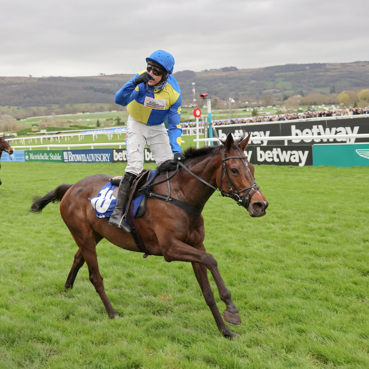 RacingPost's tweet photo. 💙💛 Dan Skelton on LANGER DAN:

"I think he'll end up running in the Stayers', but we're taking it on trust that he's going to turn up for us because he hasn't looked good all winter, although he never does. I can't even explain it, but he just gets to Cheltenham in March and does it. 

"He's been running terribly, so realistically the handicapper should have dropped him more than the 2lb that he has this season. But the handicapper is as confused as his trainer and all the other pundits and punters because this horse doesn't operate under normal rules.

"We'll get him out there and hope he can do his best. That's all we can do"