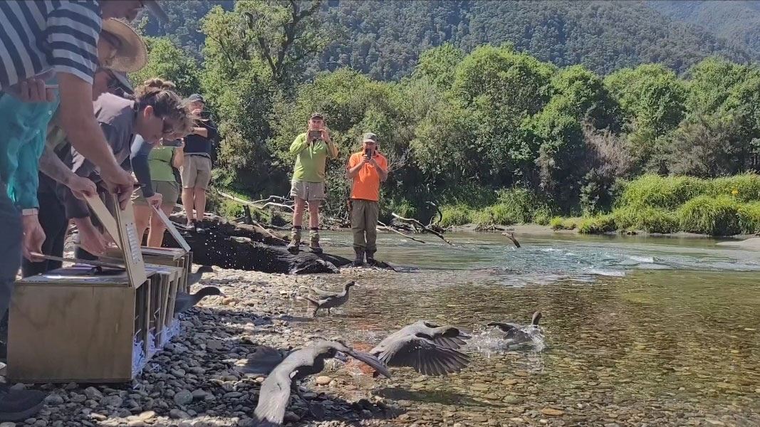 Whio released for the first time in Moeraki valley.

The first juvenile whio in the Moeraki valley, north of Haast, is a milestone for West Coast whio conservation efforts.

Find out more: bit.ly/4aQICqA