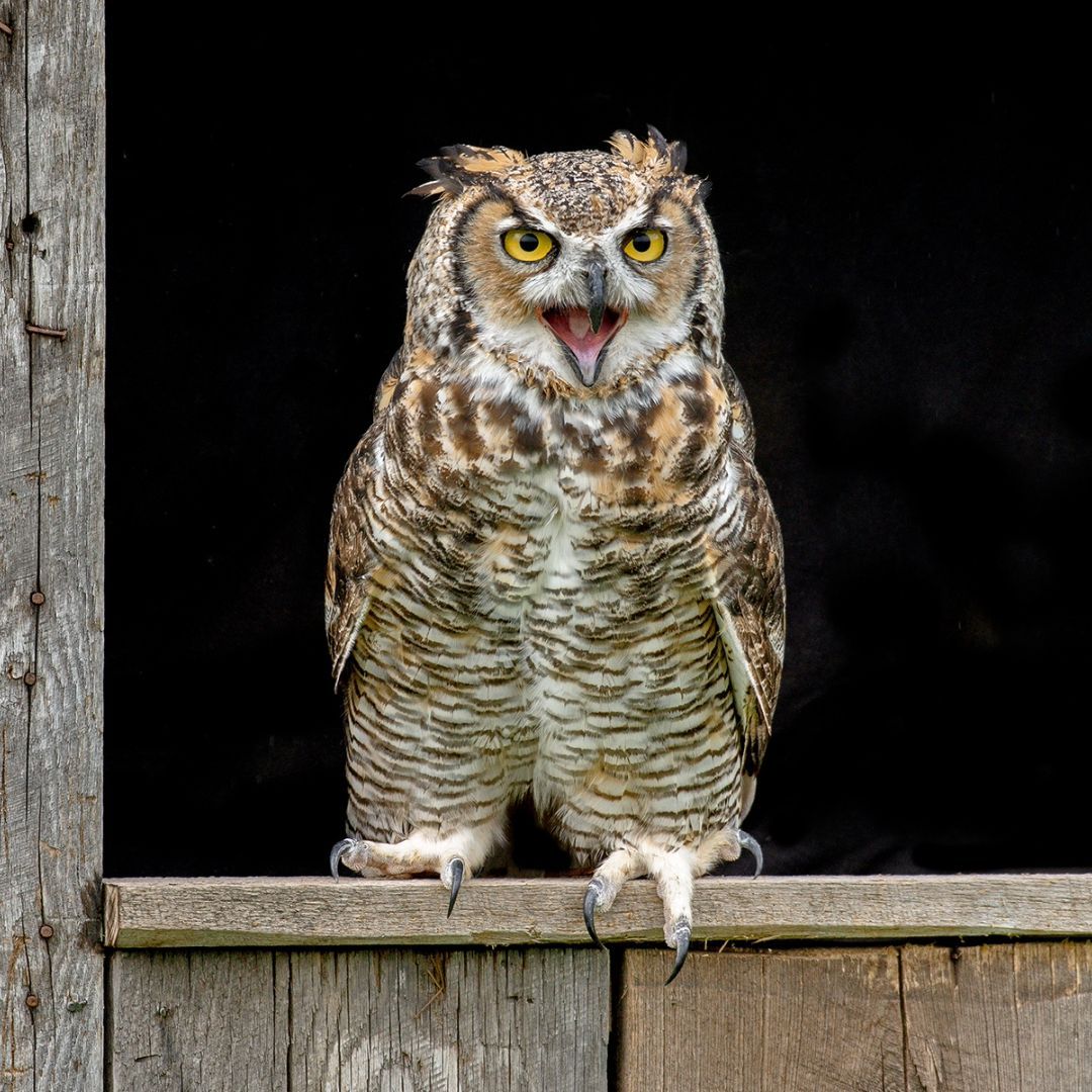 Cottage Country Lifestyle Magazine tweet media