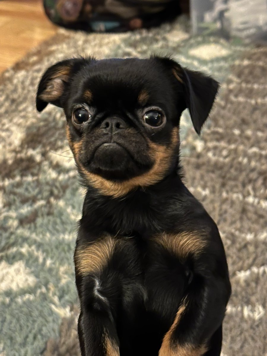 JenRow83's tweet photo. @PuppiesIover https://t.co/FPZdWhEtUi
