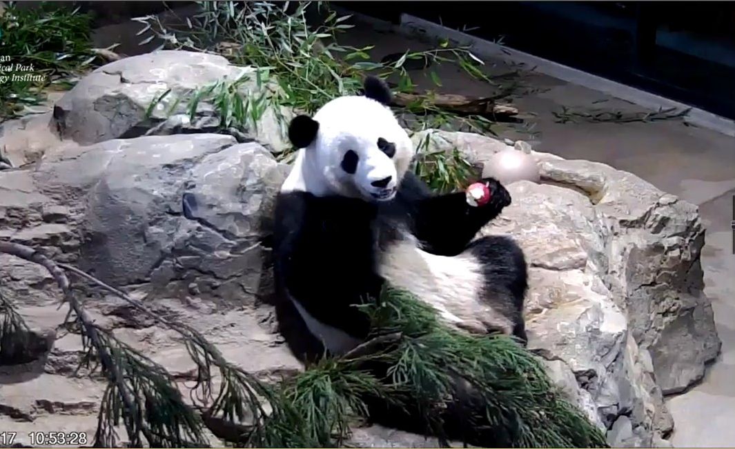 rosebeck41's tweet image. This cubbergirl was in today&apos;s memories. She&apos;s a stunner! 📷Feb. 10, 2017 pandacam.  @BaoLiPanda, @dou_ban, #BaoYuan and bonus son @goobearCTJ must be so proud of mom @pinkypanda0823. 🤩🐼💖 @GrandMeiXiang @tiantianpanda97 @BeiBeiPanda3 @DCPandaCub4 #pandastory